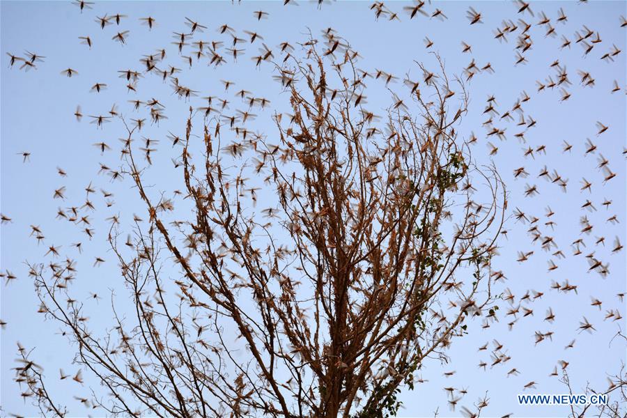 PAKISTAN-SUKKUR-LOCUST ATTACK