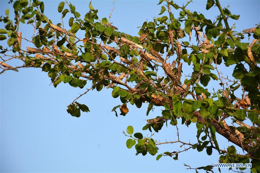 PAKISTAN-SUKKUR-LOCUST ATTACK