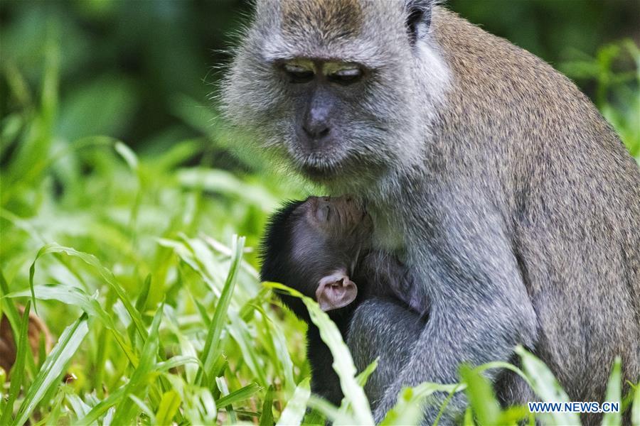 SINGAPORE-MONKEYS