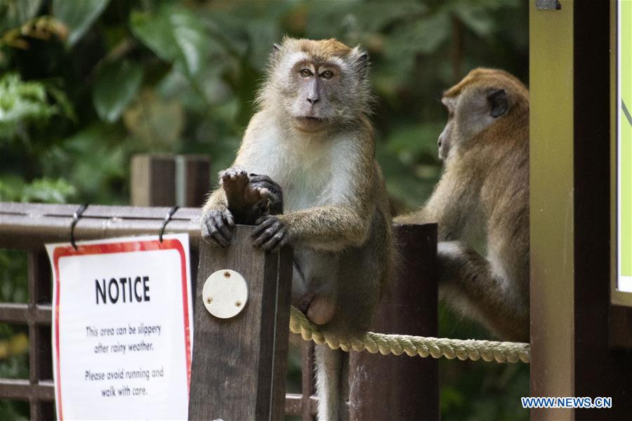 SINGAPORE-MONKEYS