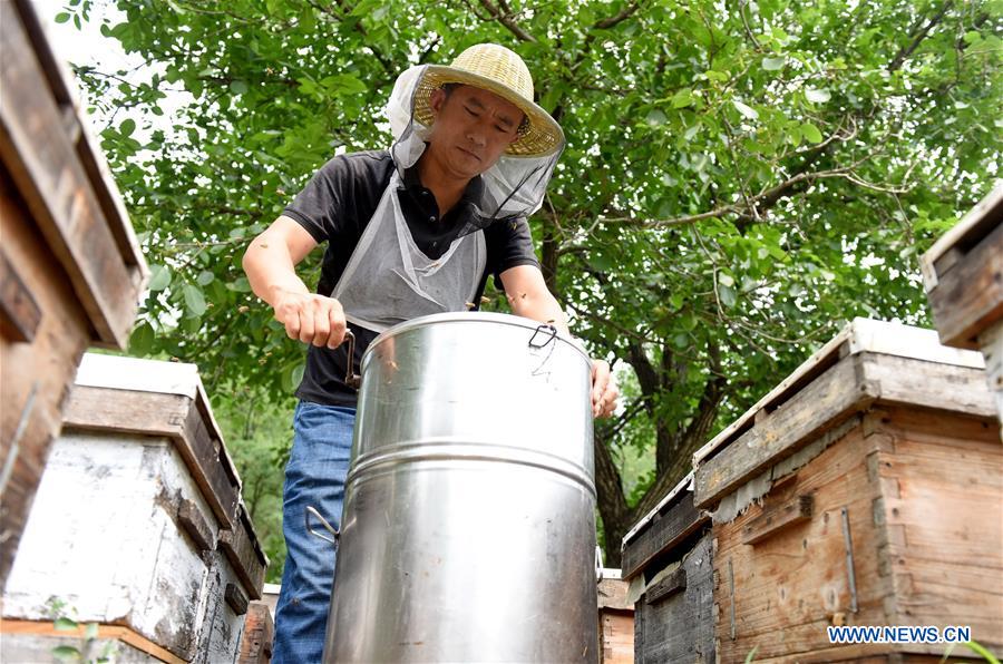 CHINA-HEBEI-BEEKEEPER (CN)