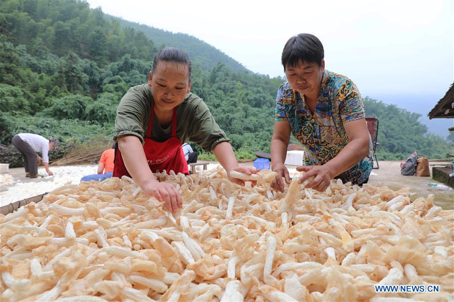 #CHINA-GUIZHOU-BAMBOO FUNGUS (CN)