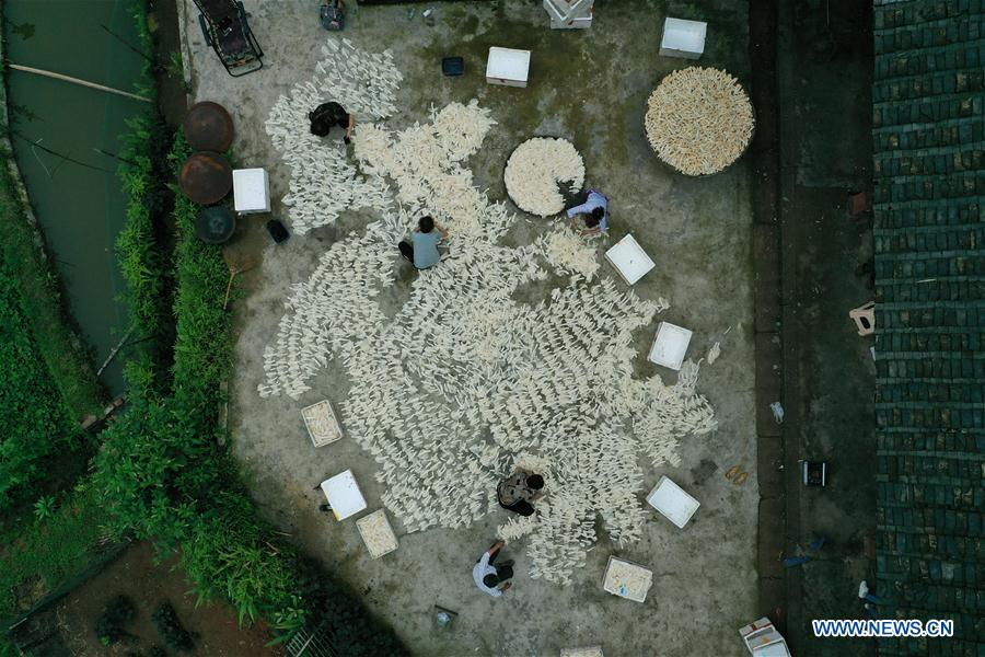 #CHINA-GUIZHOU-BAMBOO FUNGUS (CN)