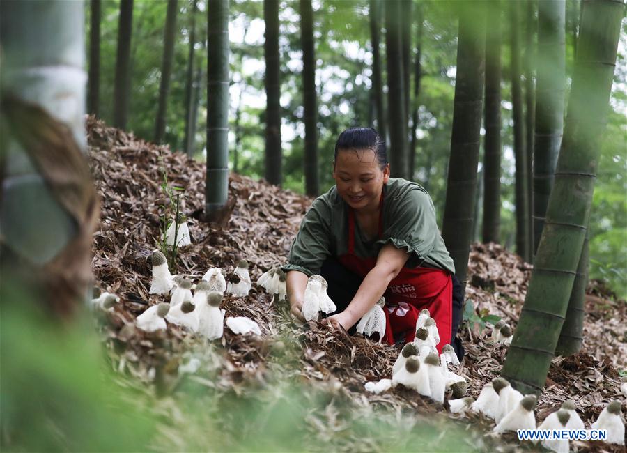 #CHINA-GUIZHOU-BAMBOO FUNGUS (CN)