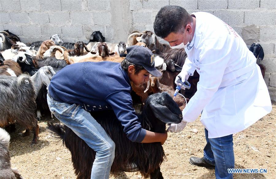 SYRIA-DAMASCUS-LIVESTOCK-VACCINATION