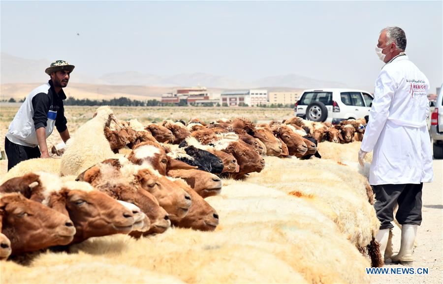 SYRIA-DAMASCUS-LIVESTOCK-VACCINATION