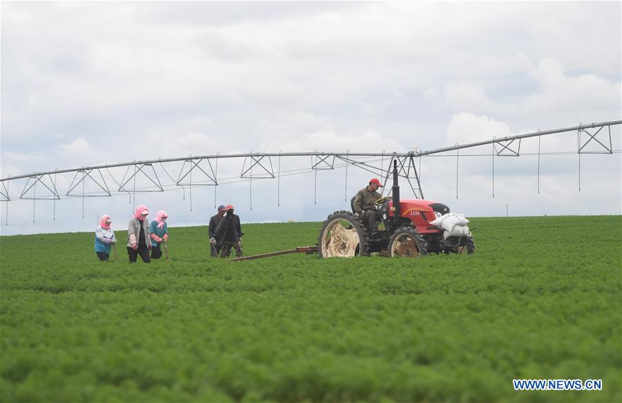 CHINA-HEBEI-ZHANGJIAKOU-AGRICULTURE (CN)