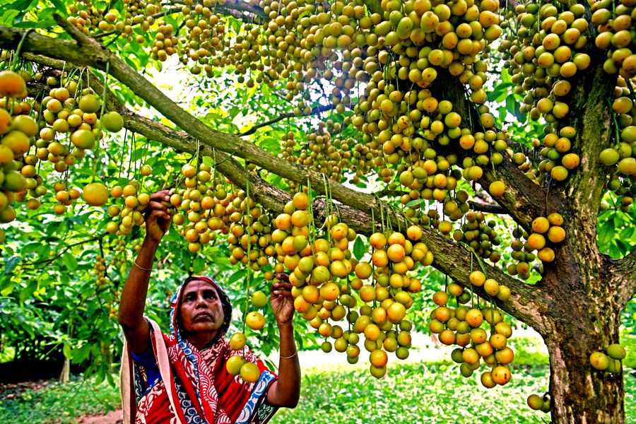 Asia Album Burmese grape harvest underway in Bangladesh Xinhua