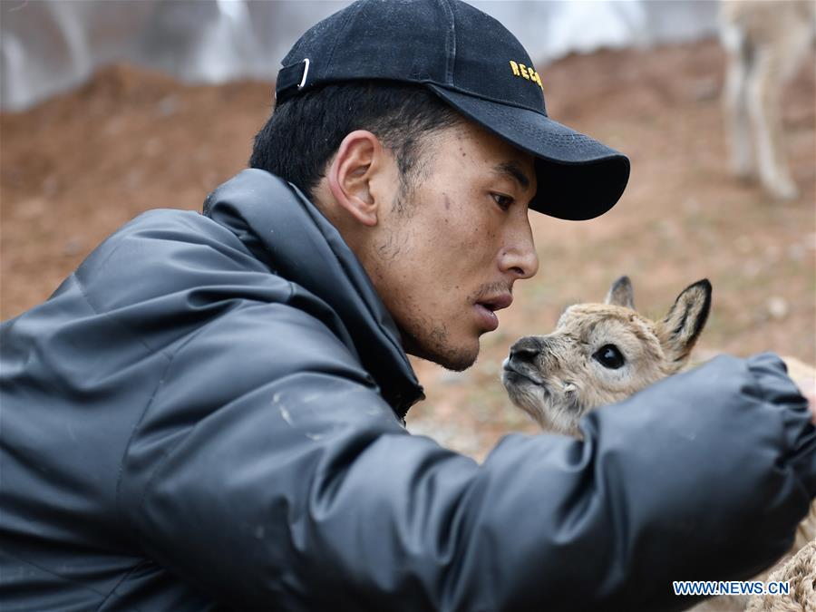 CHINA-QINGHAI-HOH XIL-TIBETAN ANTELOPE-RESCUE (CN)