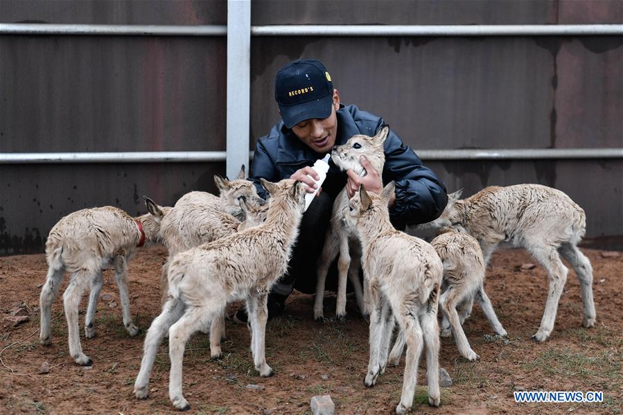 CHINA-QINGHAI-HOH XIL-TIBETAN ANTELOPE-RESCUE (CN)