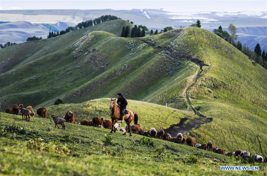 CHINA-XINJIANG-TEKES-SUMMER MEADOW (CN)