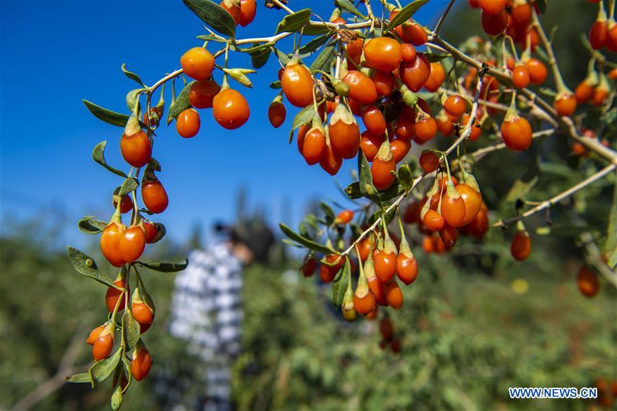 CHINA-XINJIANG-JINGHE COUNTY-GOJI BERRY-INDUSTRY (CN)