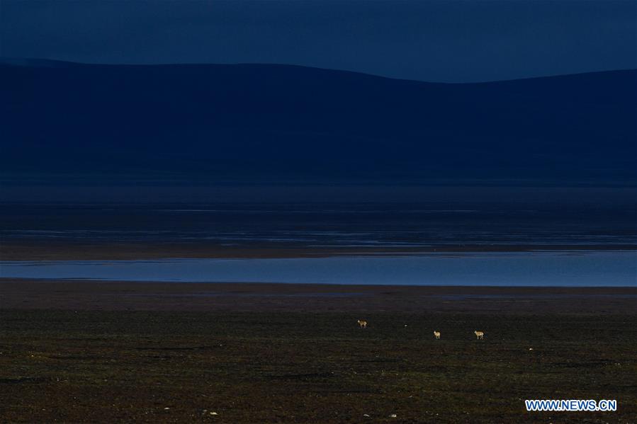 CHINA-QINGHAI-HOH XIL-TIBETAN ANTELOPE (CN)