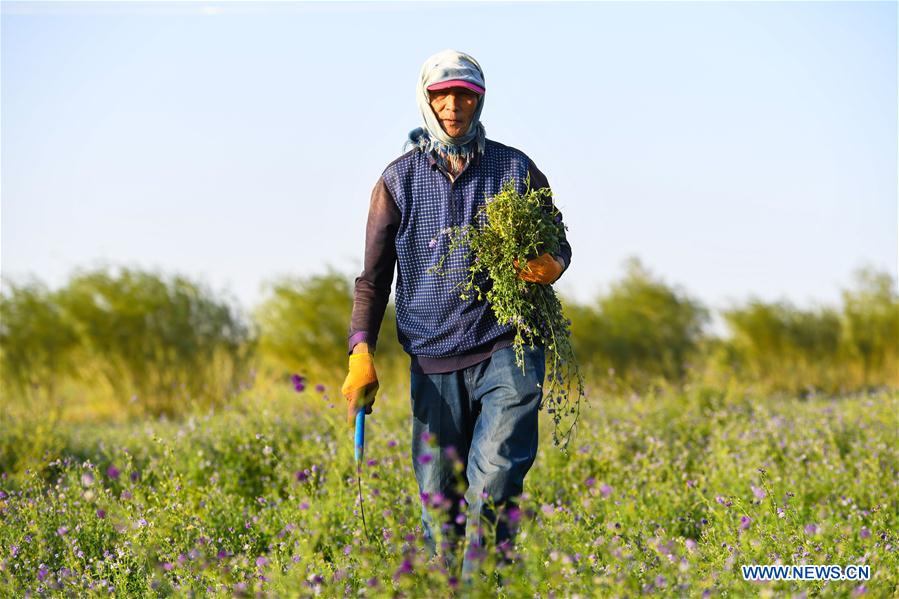 CHINA-INNER MONGOLIA-ALXA-FORESTATION (CN)