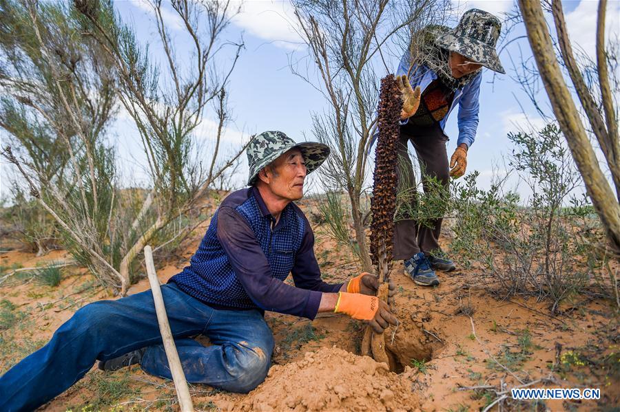 CHINA-INNER MONGOLIA-ALXA-FORESTATION (CN)