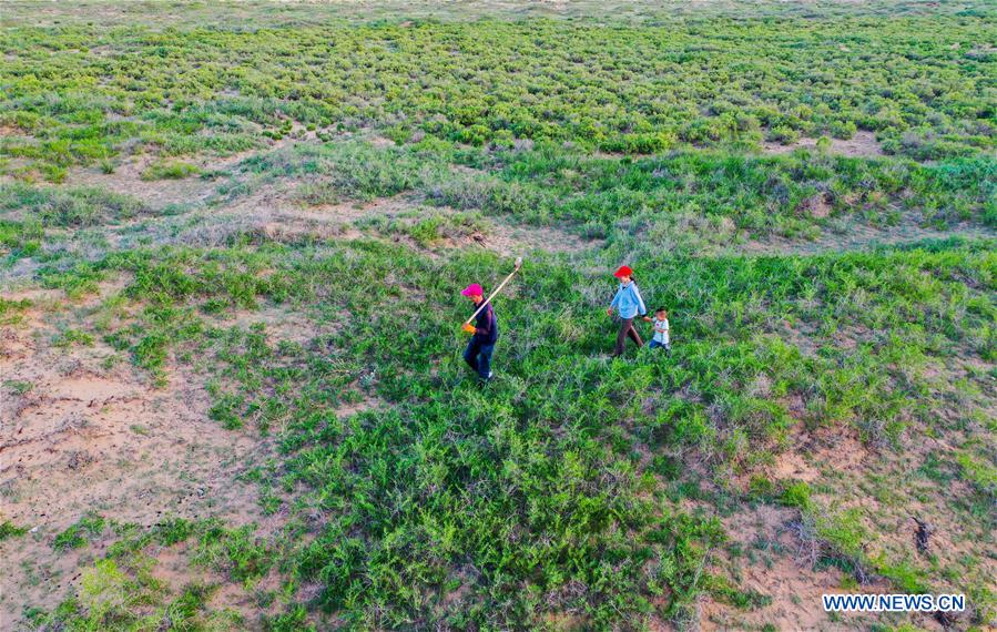 CHINA-INNER MONGOLIA-ALXA-FORESTATION (CN)