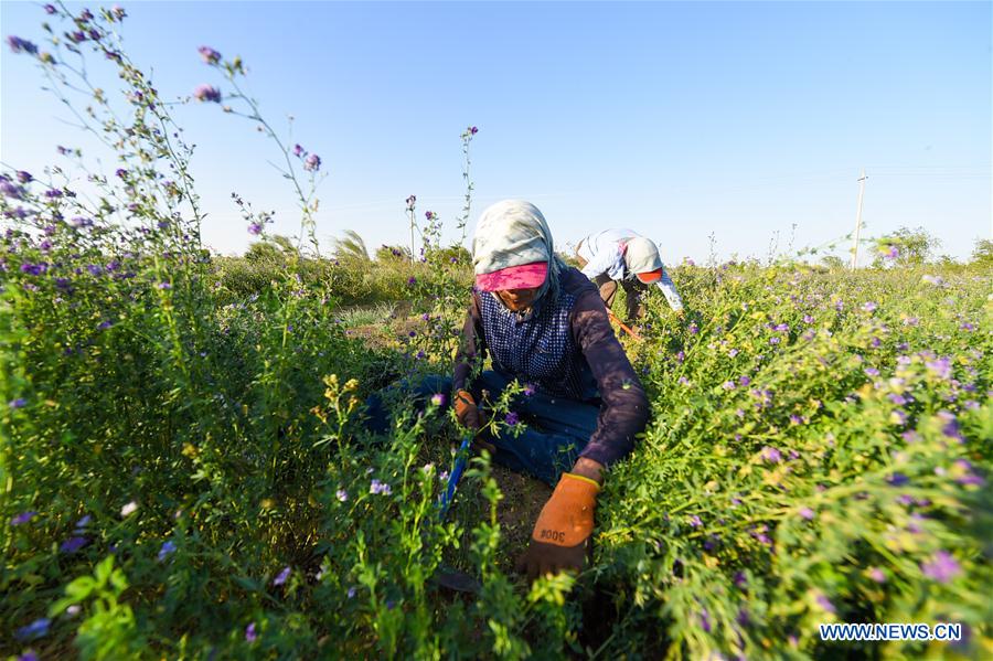 CHINA-INNER MONGOLIA-ALXA-FORESTATION (CN)