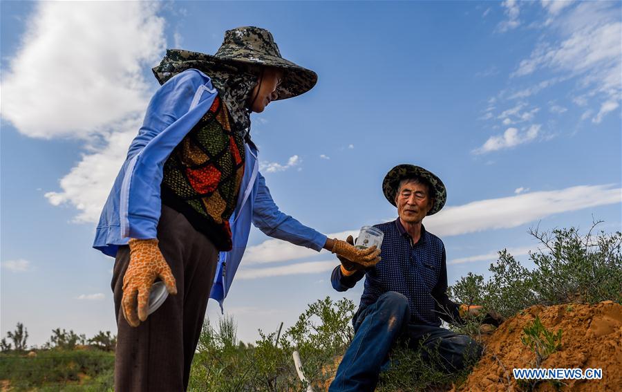 CHINA-INNER MONGOLIA-ALXA-FORESTATION (CN)