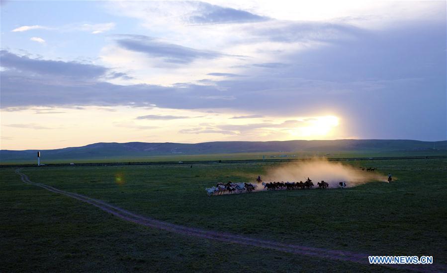 CHINA-INNER MONGOLIA-SUMMER-GRASSLAND (CN)