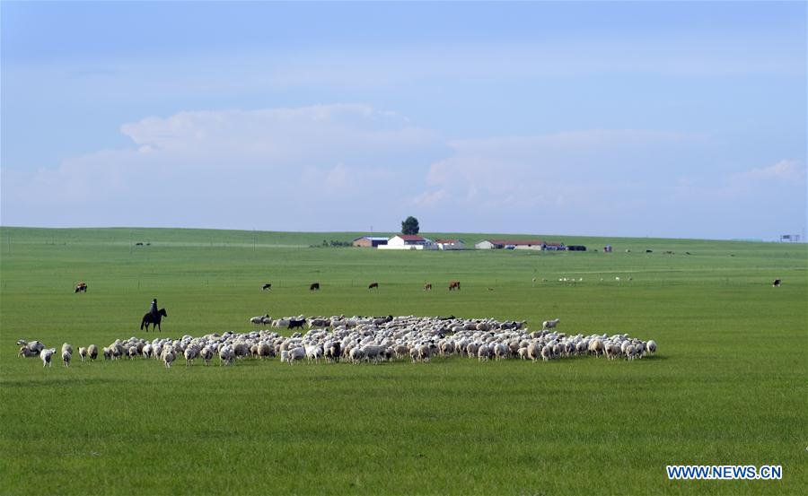 CHINA-INNER MONGOLIA-SUMMER-GRASSLAND (CN)