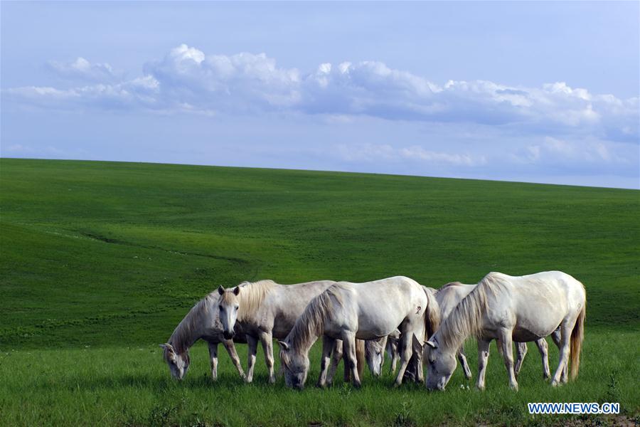 CHINA-INNER MONGOLIA-SUMMER-GRASSLAND (CN)