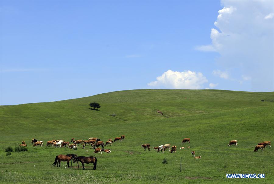 CHINA-INNER MONGOLIA-SUMMER-GRASSLAND (CN)