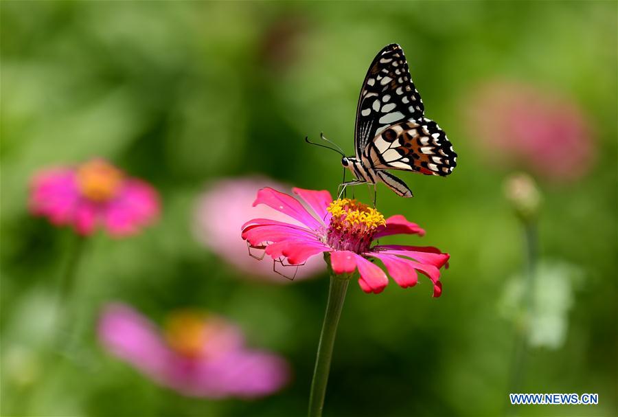 MYANMAR-YANGON-BUTTERFLY-POLLEN COLLECTION