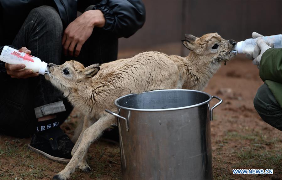 CHINA-QINGHAI-HOH XIL-TIBETAN ANTELOPE-RESCUE (CN)