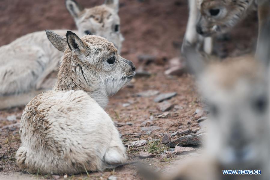 CHINA-QINGHAI-HOH XIL-TIBETAN ANTELOPE-RESCUE (CN)