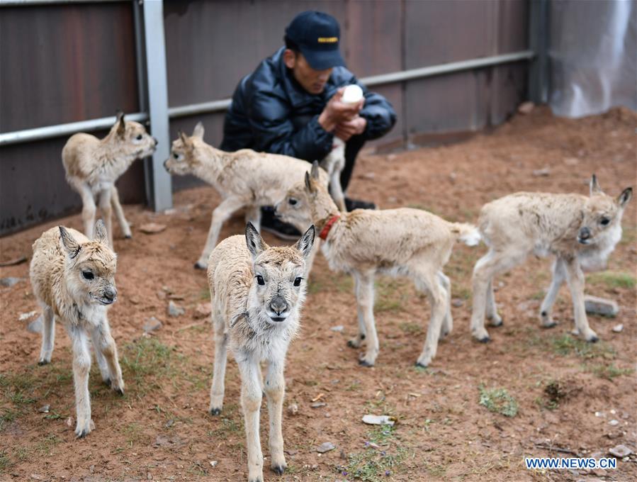 CHINA-QINGHAI-HOH XIL-TIBETAN ANTELOPE-RESCUE (CN)