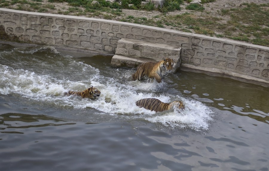 Latest travel itineraries for Hengdaohezi Siberian Tiger Park in December  (updated in 2023), Hengdaohezi Siberian Tiger Park reviews, Hengdaohezi  Siberian Tiger Park address and opening hours, popular attractions, hotels,  and restaurants near