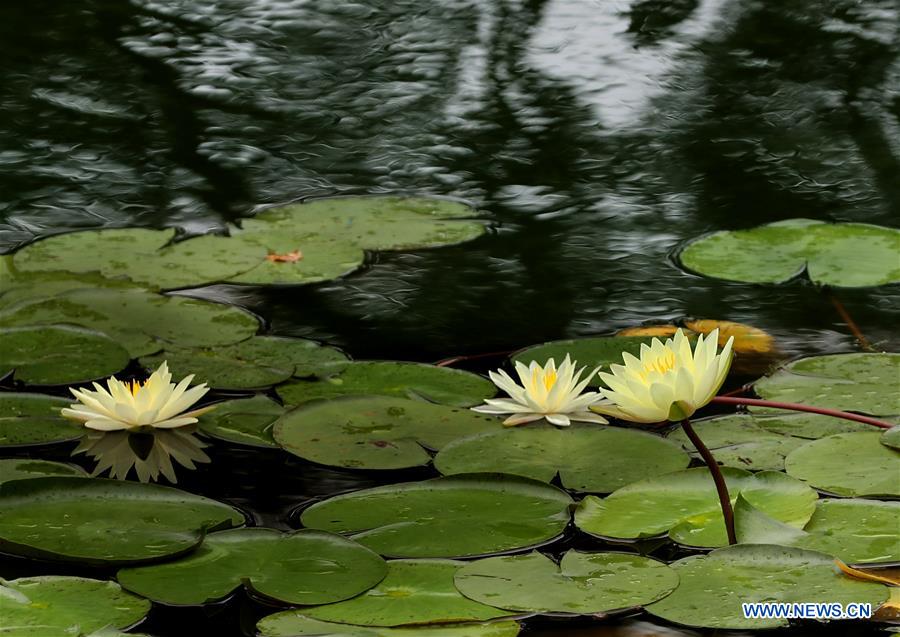 8th shanghai lotus and water lily exhibition opens