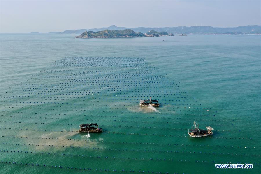 CHINA-FUJIAN-XIAPU-OYSTER-INDUSTRY (CN)