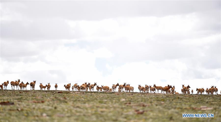 CHINA-TIBET-QIANGTANG NATURE RESERVE-TIBETAN ANTELOPES (CN)