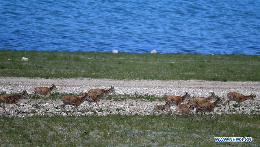 CHINA-TIBET-QIANGTANG NATURE RESERVE-TIBETAN ANTELOPES (CN)