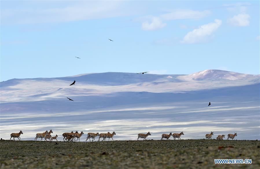 CHINA-TIBET-QIANGTANG NATURE RESERVE-TIBETAN ANTELOPES (CN)