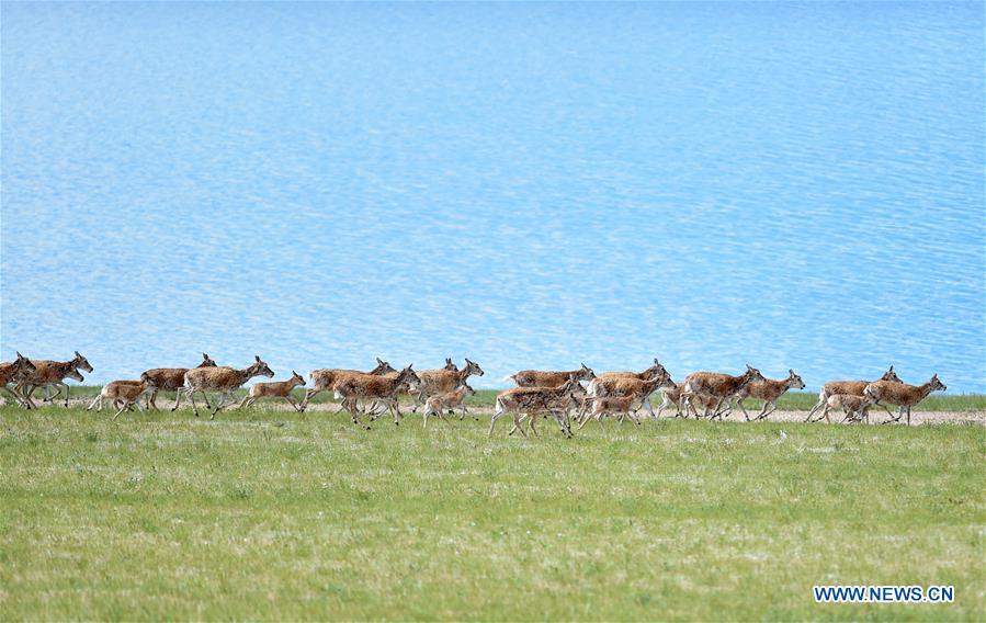 CHINA-TIBET-QIANGTANG NATURE RESERVE-TIBETAN ANTELOPES (CN)