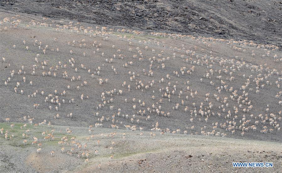 CHINA-TIBET-QIANGTANG NATURE RESERVE-TIBETAN ANTELOPES (CN)