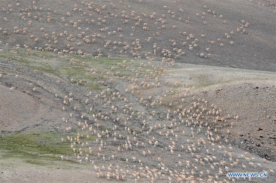 CHINA-TIBET-QIANGTANG NATURE RESERVE-TIBETAN ANTELOPES (CN)