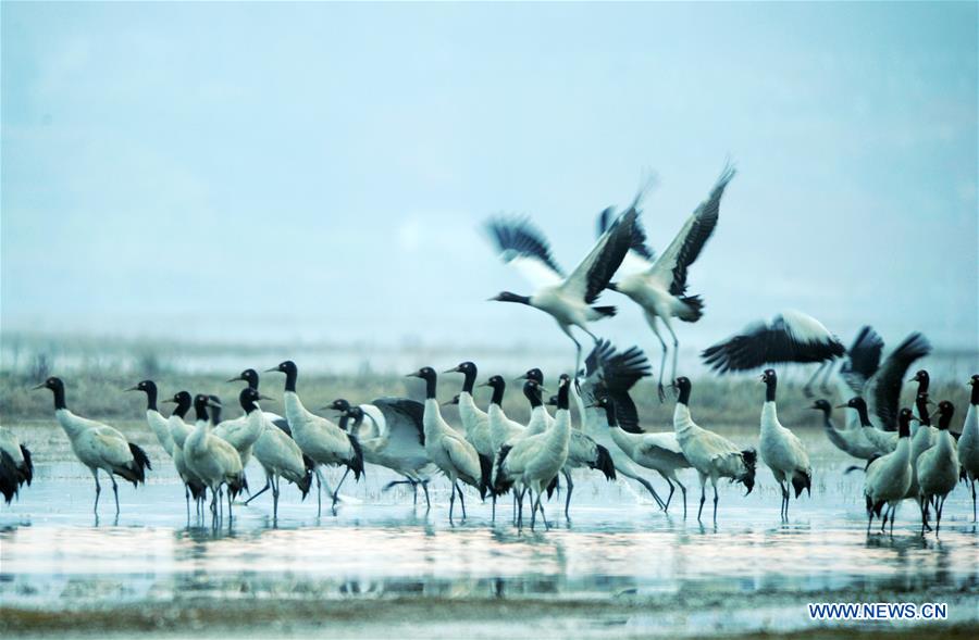 (FOCUS)CHINA-GUIZHOU-WEINING-NATURE RESERVE-ECOLOGICAL MANAGEMENT (CN)