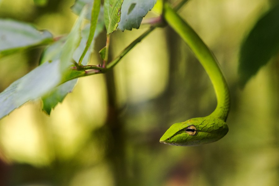  Ultimate Guide on How to Attract Garden Snakes to Your Backyard