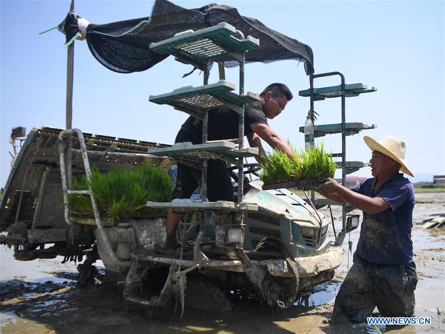 CHINA-HUNAN-YIYANG-EARLY RICE HARVEST-LATE RICE PLANTING(CN)