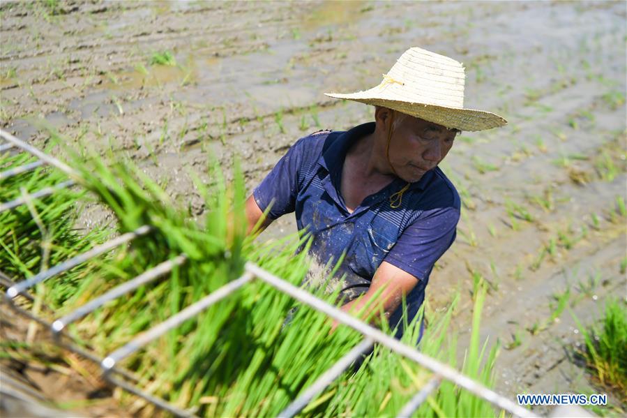 CHINA-HUNAN-YIYANG-EARLY RICE HARVEST-LATE RICE PLANTING(CN)