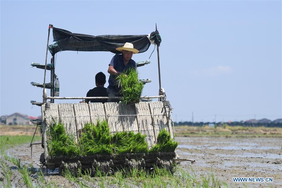 CHINA-HUNAN-YIYANG-EARLY RICE HARVEST-LATE RICE PLANTING(CN)