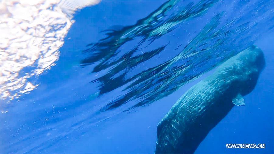 SOUTH CHINA SEA-SPERM WHALE-SPOTTED(CN)