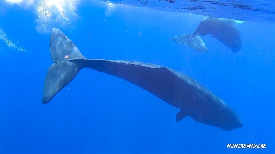 SOUTH CHINA SEA-SPERM WHALE-SPOTTED(CN)