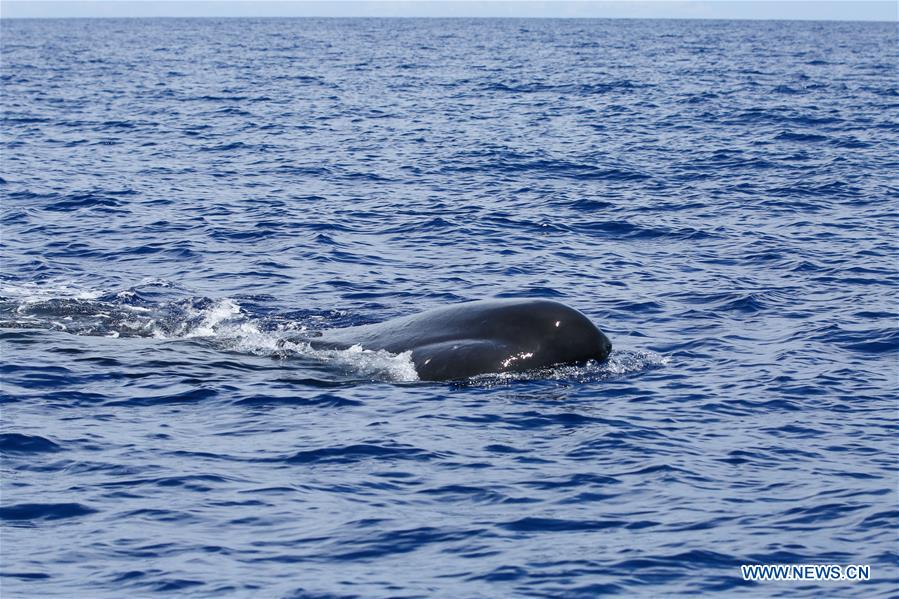 SOUTH CHINA SEA-SPERM WHALE-SPOTTED(CN)