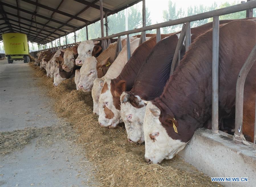 CHINA-HEBEI-TANGSHAN-CATTLE HUSBANDRY-ECONOMY (CN)