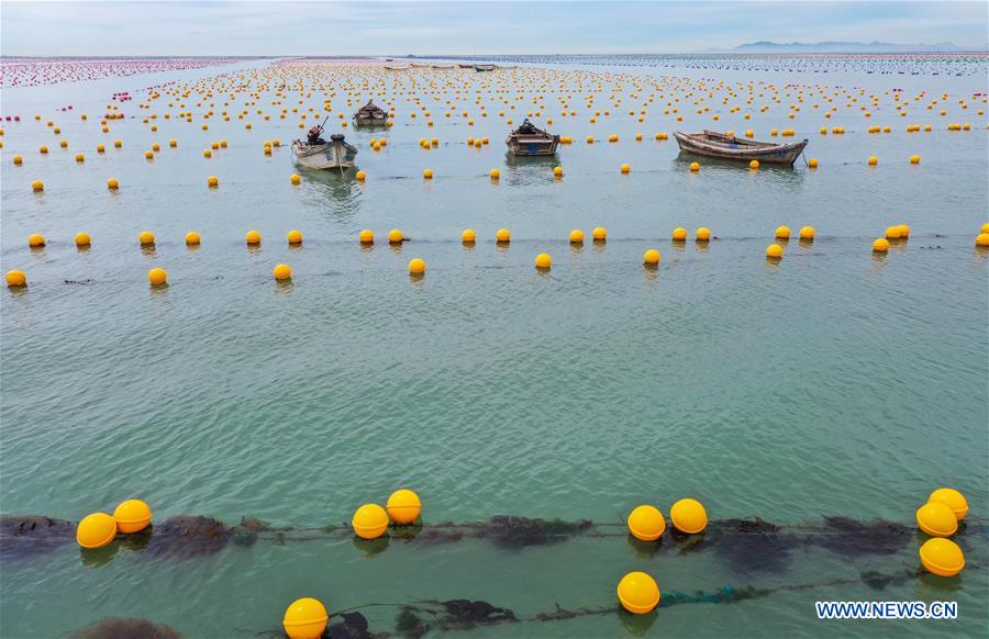 #CHINA-SHANDONG-RONGCHENG-AQUACULTURE (CN)