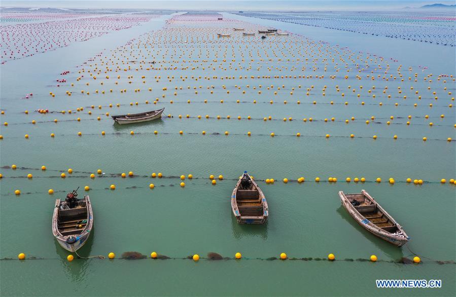 #CHINA-SHANDONG-RONGCHENG-AQUACULTURE (CN)